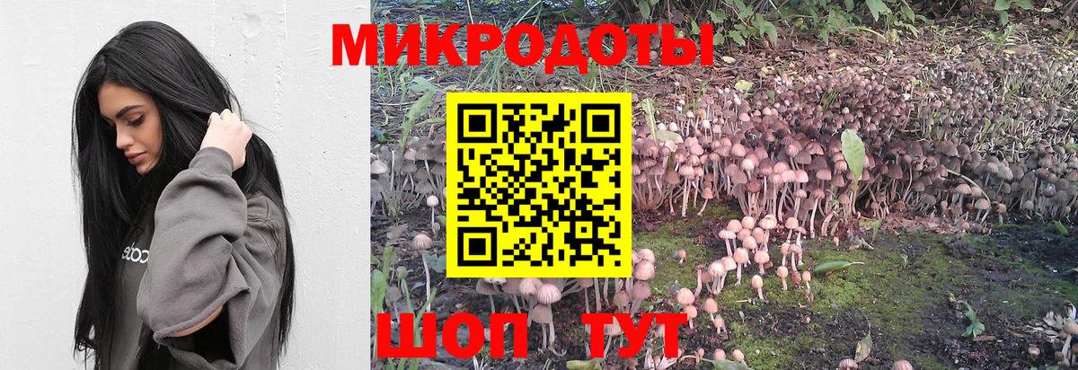 Курчатов  Псилоцибиновые грибы Psilocybine cubensis  Вход с VPN 