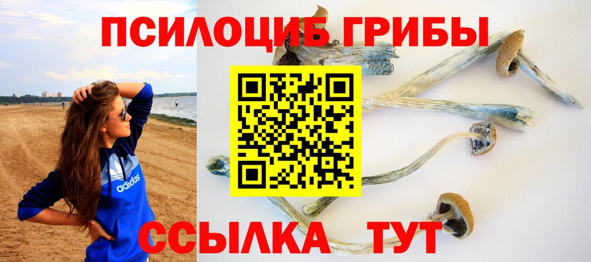 Псилоцибиновые грибы Cubensis Курчатов